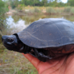 Endangered Black Marsh Turtle, Siebenrockiella ...