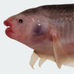 Gymnotiform electric fishes of the Tres ...