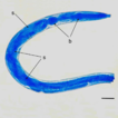 The nematode tapeworm: rediscovery of ...