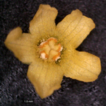 Melothria pendula L. (Cucurbitaceae): ...
