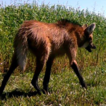 New records of Maned Wolf, Chrysocyon ...