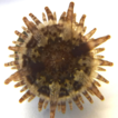 New records of sea anemones (Cnidaria, ...