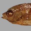 Expansion of Nexilosus latifrons (Tschudi, ...