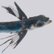 First record of Cheilopogon xenopterus ...