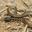 Erythrolamprus ...