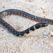 Reptilia, ...