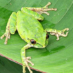 Herpetofauna, ...