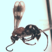 Insecta, ...
