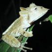 Amphibia, ...
