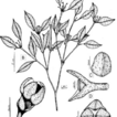 Myrtaceae, ...