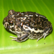 Amphibia, ...
