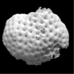 Cnidaria, ...