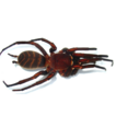 Araneae, ...