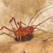 Amblypygi, ...