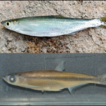 On the southernmost record of fish genus ...