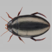 First record of the diving beetle Ilybius ...