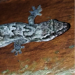 First record of the alien gecko Lepidodactylus ...