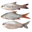 Freshwater fishes (Osteichthyes, Actinopterygii) ...