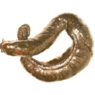 New record of the slimy eel Eptatretus ...