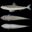 Range extension of Blackstripe Lizardfish, ...