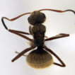First record of Camponotus textor Forel, ...