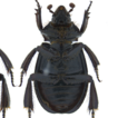 New records of the genus Anaides Westwood, ...