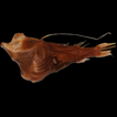 First record of the deep-sea anglerfish ...