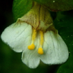 Lindernia rotundifolia (Linderniaceae), ...