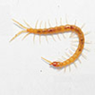 First records of a blind centipede, Cryptops ...