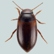 Discovery of the diving beetle Laccornis ...