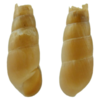The exotic snail Rumina decollata (Linnaeus, ...