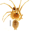 First record of the spider Oecobius ferdowsii ...