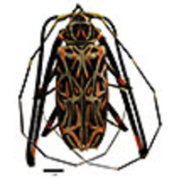 Acrocinus longimanus (Linnaeus, 1758) (Coleoptera, Cerambycidae): first ...