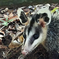 First Confirmed Record Of The Guianan White Eared Opossum Didelphis Imperfecta Mondolfi Perez Hernandez 1984 Didelphimorphia Didelphidae From Colombia